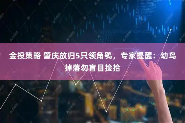 金投策略 肇庆放归5只领角鸮,专家提醒:幼鸟掉落勿盲目捡拾