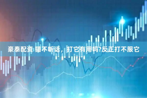 豪泰配资 猫不听话，打它有用吗?反正打不服它