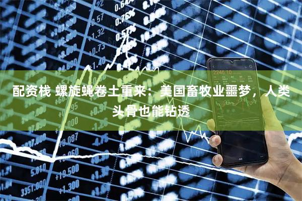 配资栈 螺旋蝇卷土重来：美国畜牧业噩梦，人类头骨也能钻透
